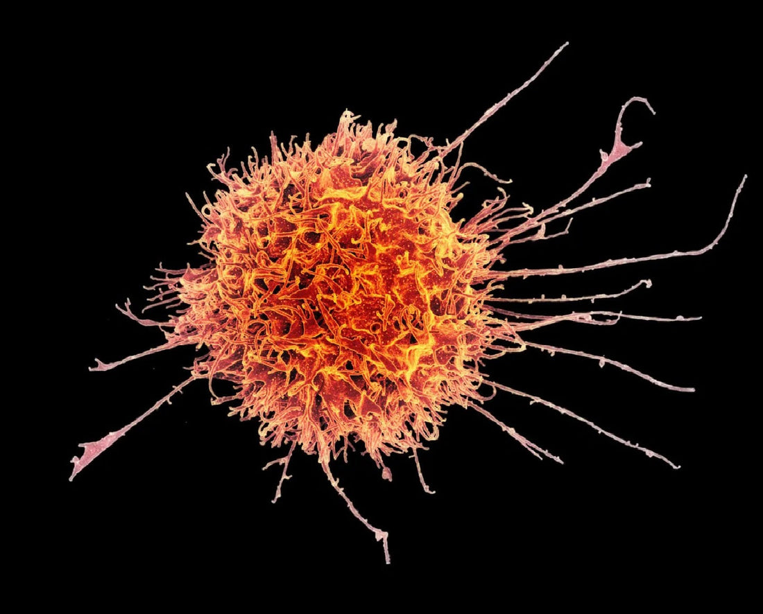 Supercharged Natural Killer Cells Could Transform Cancer Care and Regenerative Medicine
