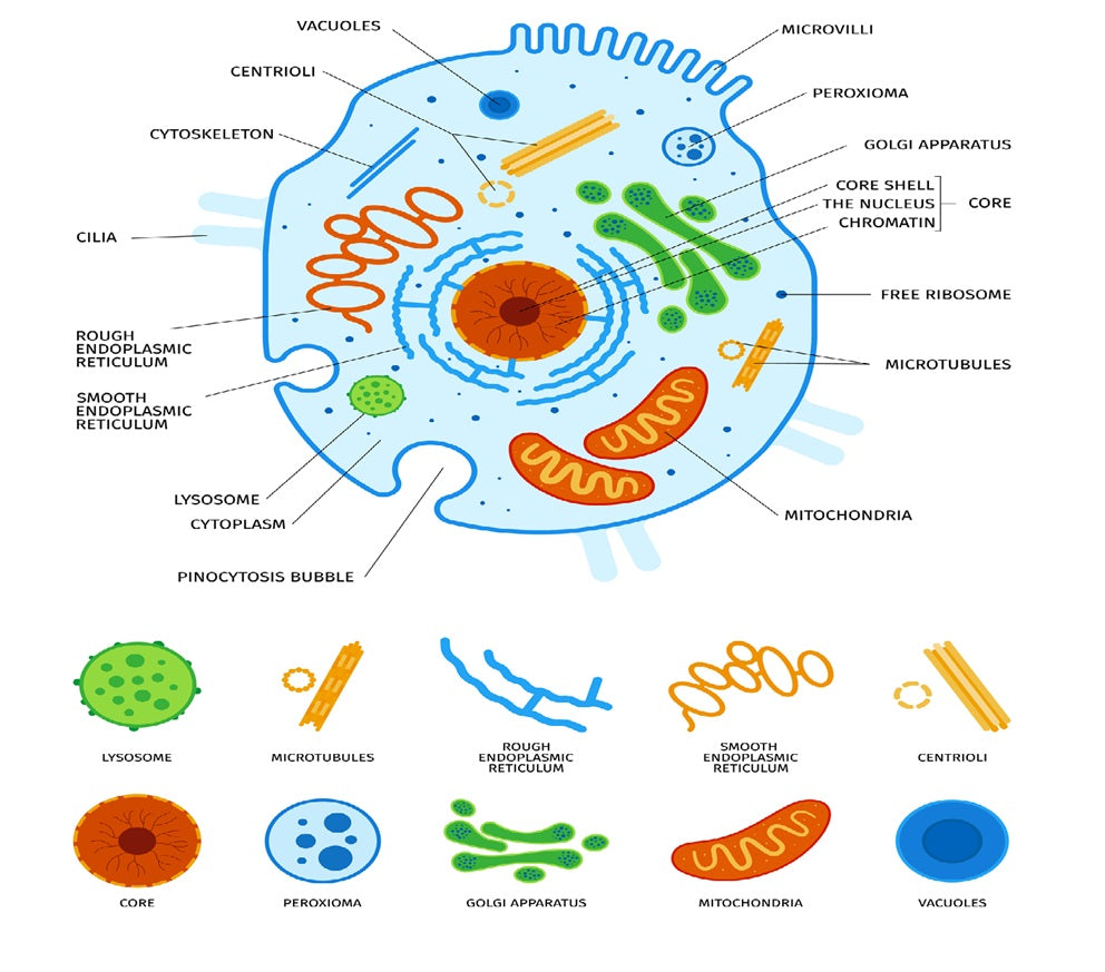 Supercharged Mitochondria and Aging-Related Blood Disorders