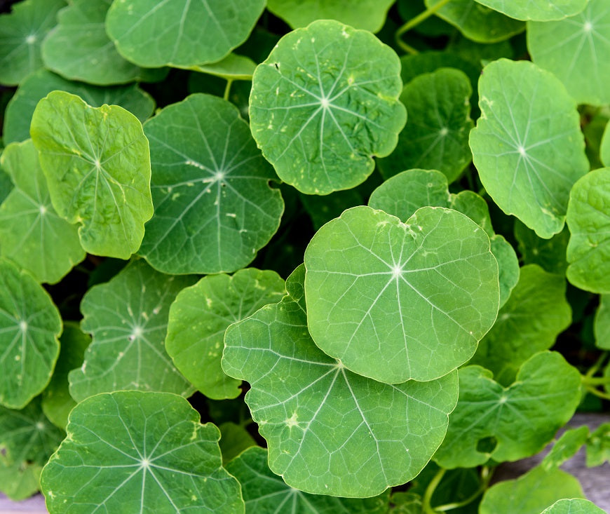 Centella Asiatica and Bacterial Skin Defense