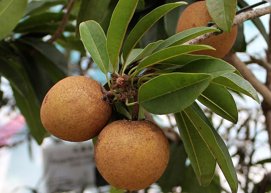 Unlocking Sapota's Beauty