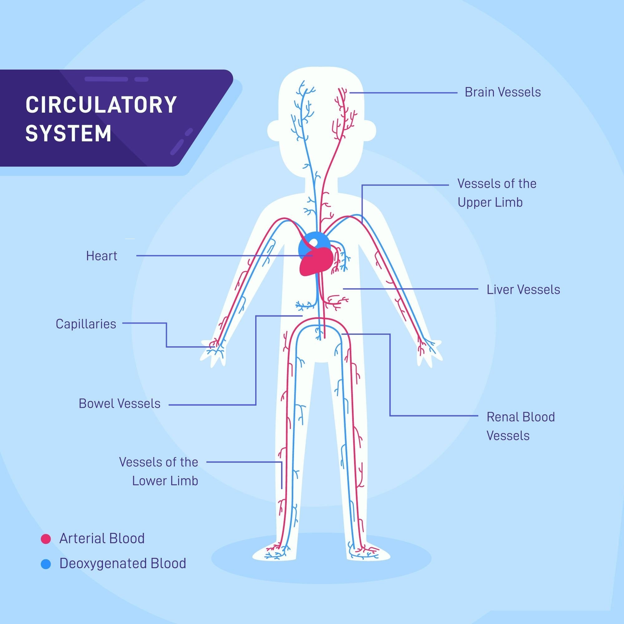 How Blood Flow Affects Cancer Growth and Overall Health