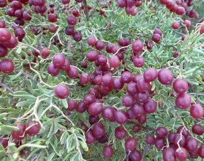 Rare Desert Berry for Diabetes Management