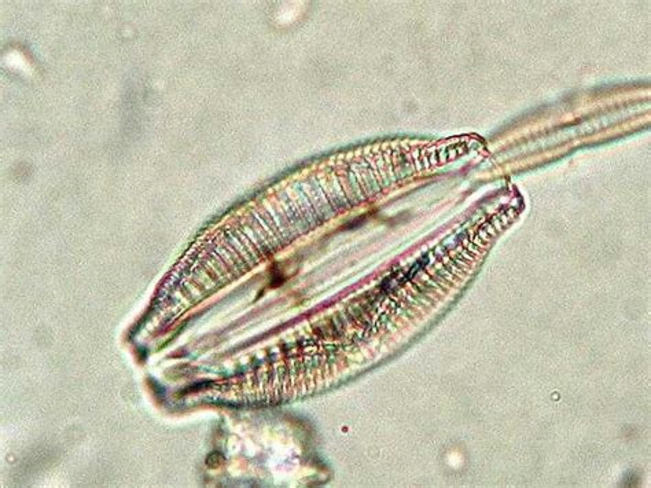 The Power of Diatoms in Health and Sustainability