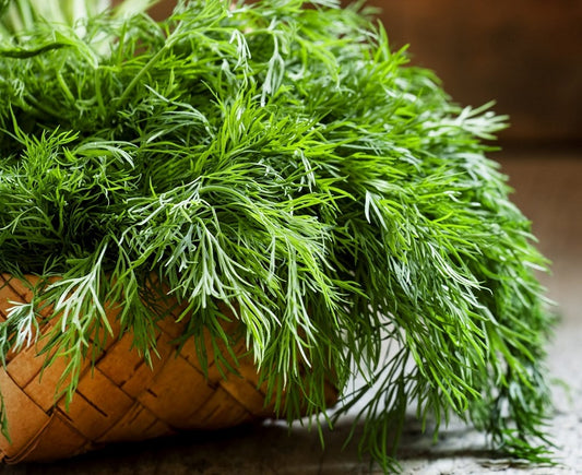 Unlocking the Power of Dill Seed Extract