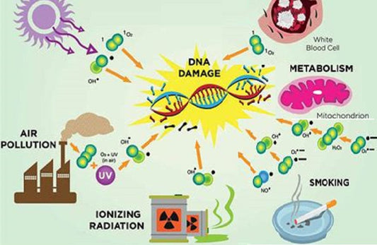 Understanding Free Radicals and Your Body's Defense