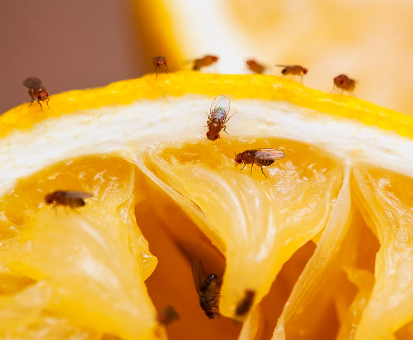 Aging and Stem Cell Fatigue Lessons from Fruit Flies