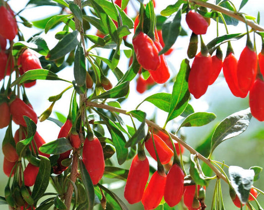 The Remarkable Skin Healing Benefits and Uses of Goji Berries