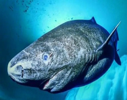 Greenland Shark on Heart Health and Longevity