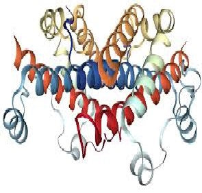 Harnessing the Power of HGH Peptide for Wellness