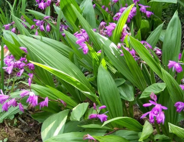 The Hyacinth Orchid