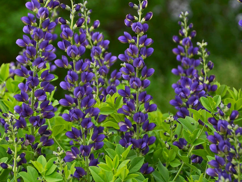 The Beauty Benefits of Wild Indigo Seed Extract