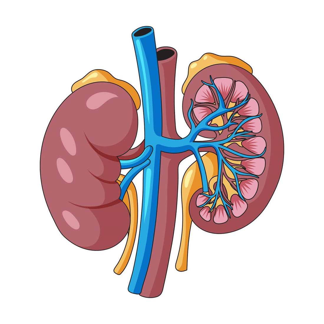 Kidney Crisis and Its Health Implications