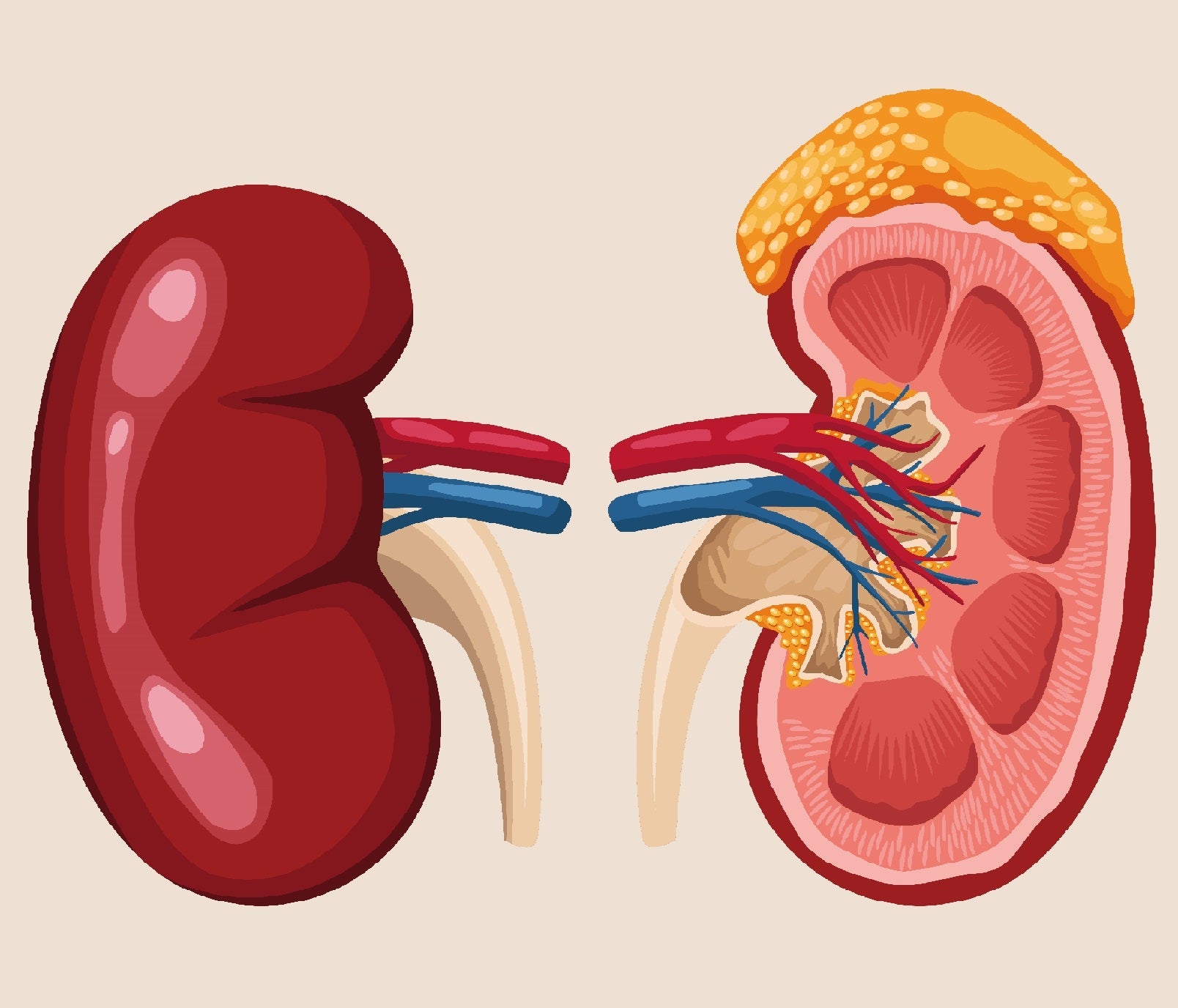 How Kidney Disease Impacts Heart Health