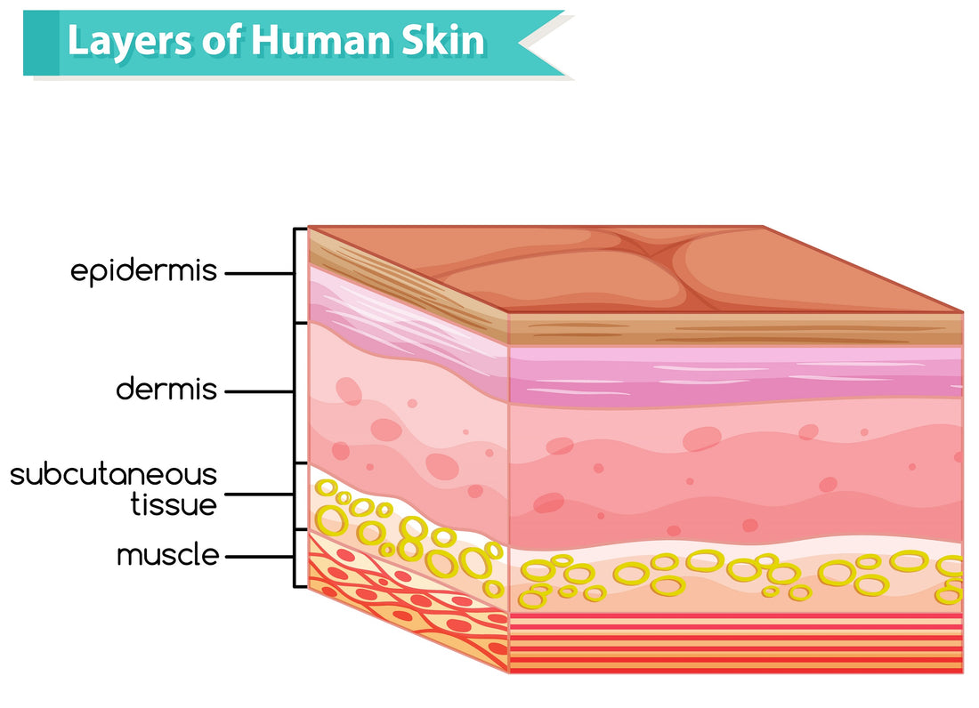 The Layers of Your Skin, A Comprehensive Guide