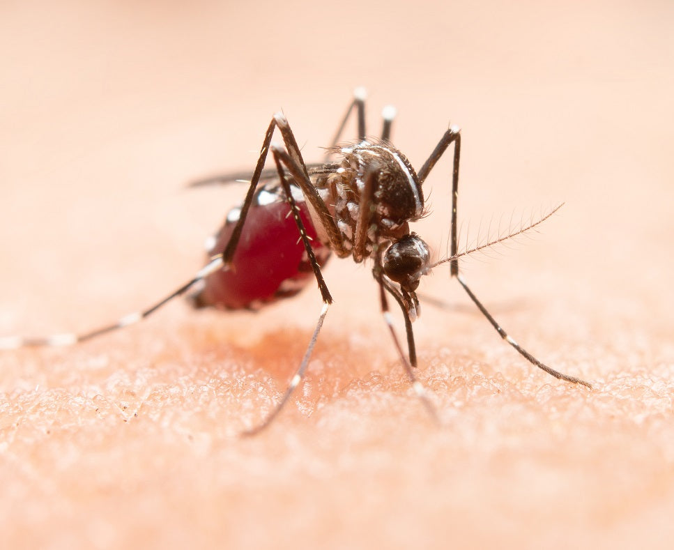 Malaria Parasite Weakness