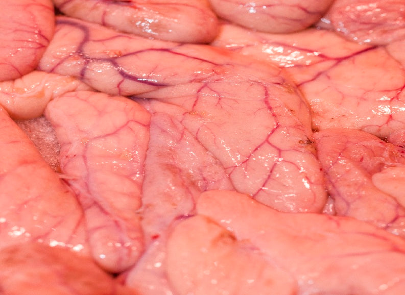 Regenerating Intestinal Cells