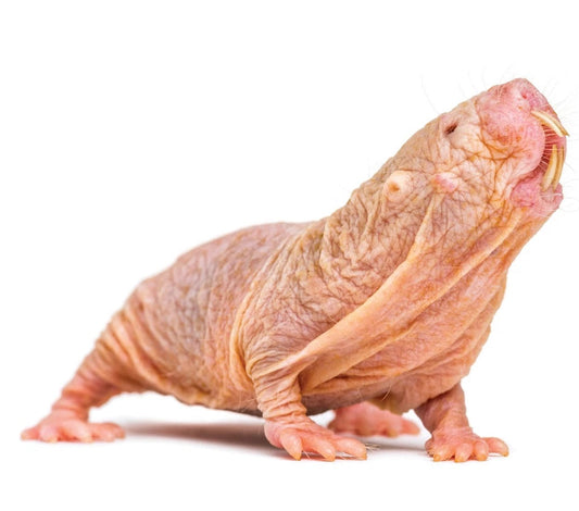The Naked Mole-Rat's Marvel in Longevity and DNA Repair