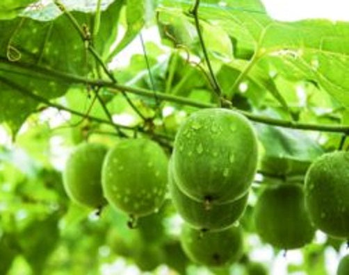 The Health Secrets of Monk Fruit