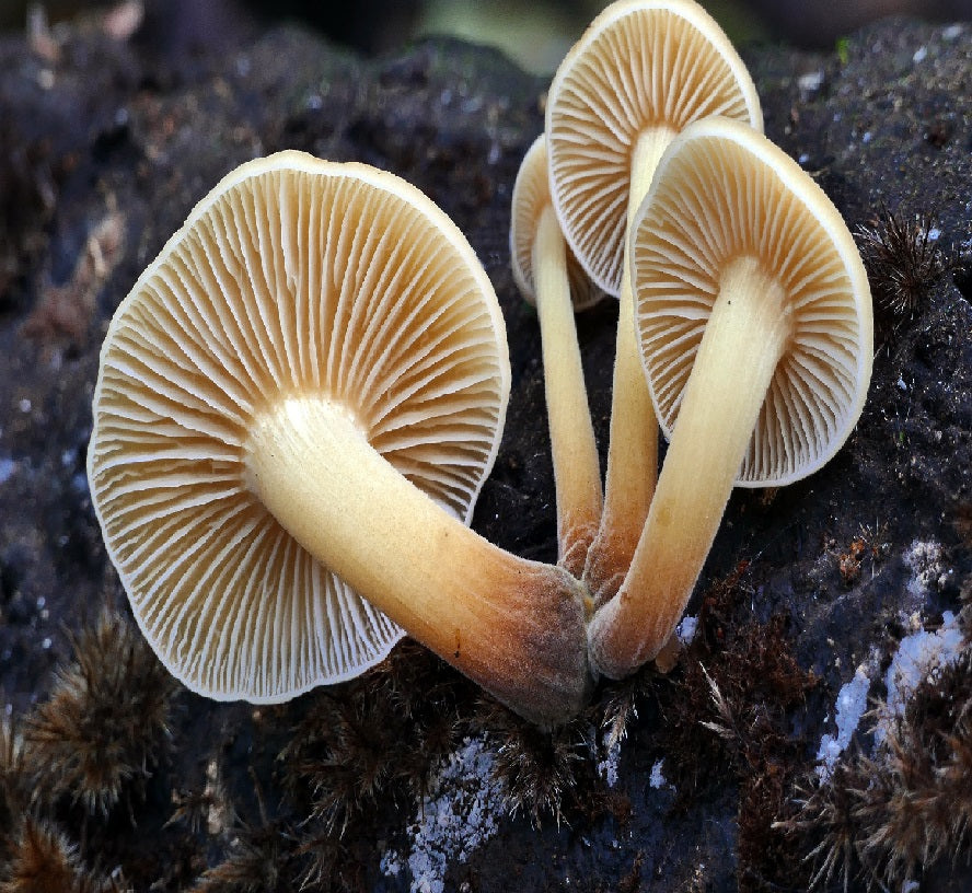 The Promise of Engineered Mycoproteins