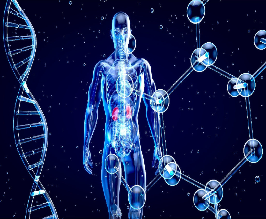 Treating Nerve Damage with Organoids