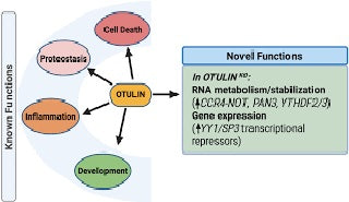 The Role of OTULIN in Neurodegeneration