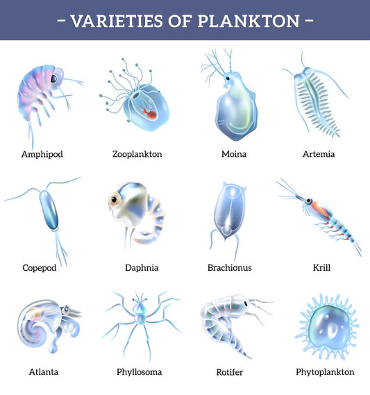 Plankton Benefits for Skincare and Beauty