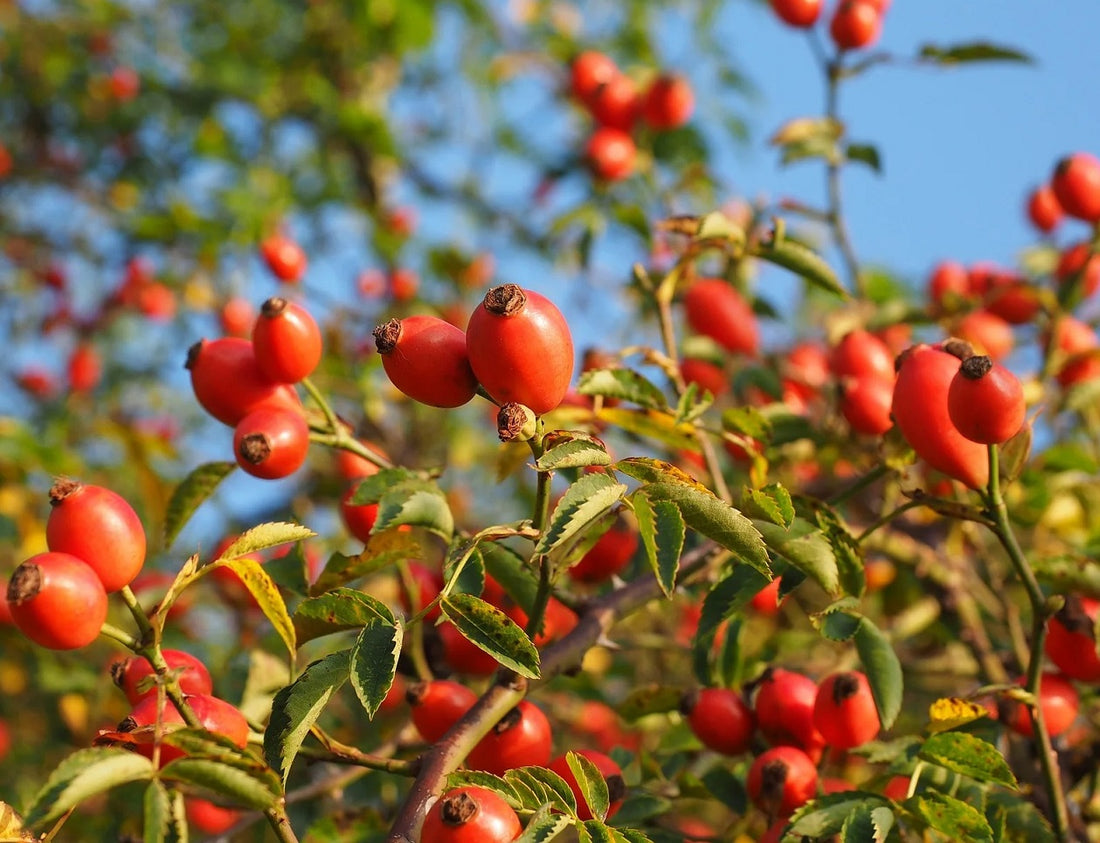 The Power of Rose Hip