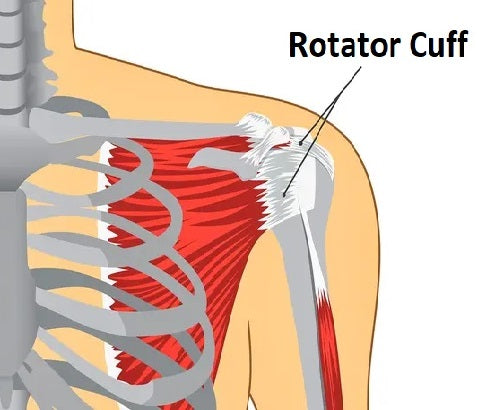 The Role of Stem Cell Treatment in Rotator Cuff Regeneration