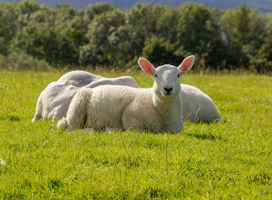 The Benefits of Sheep Colostrum for Mature Skin