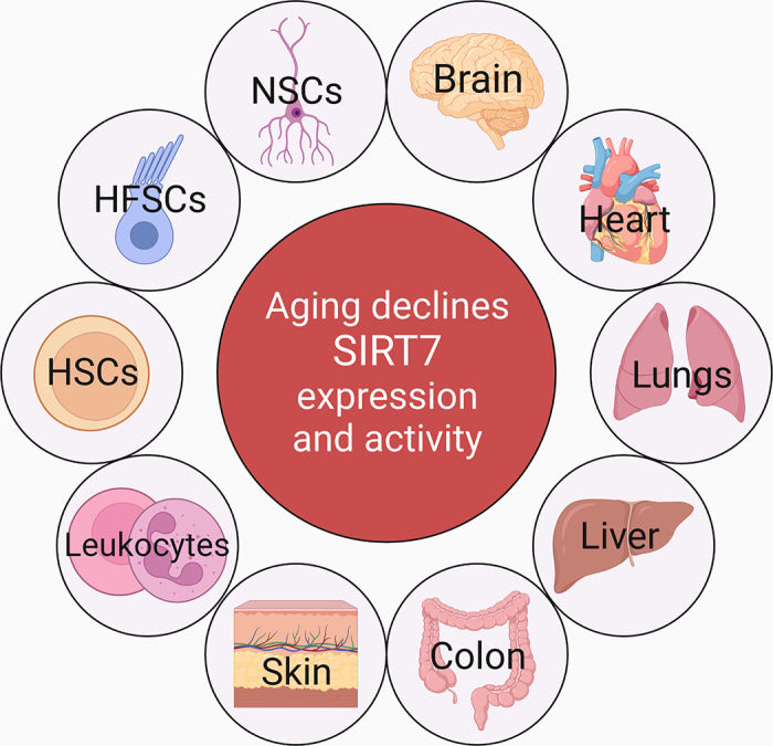 SIRT7 in Stem Cell Aging and Health