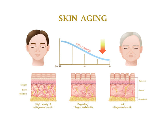 Glycan Changes and Aging Process of Skin Stem Cells