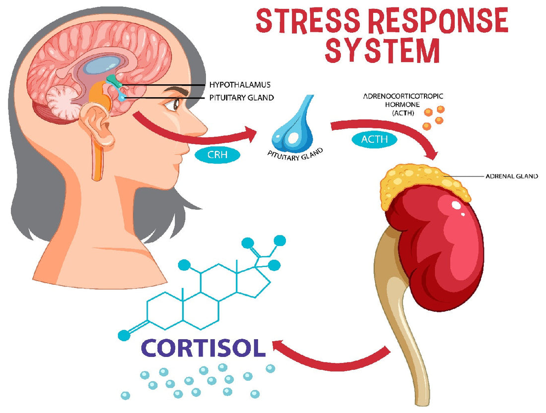 The Role of Vagus Nerve Stimulation in Treating Depression
