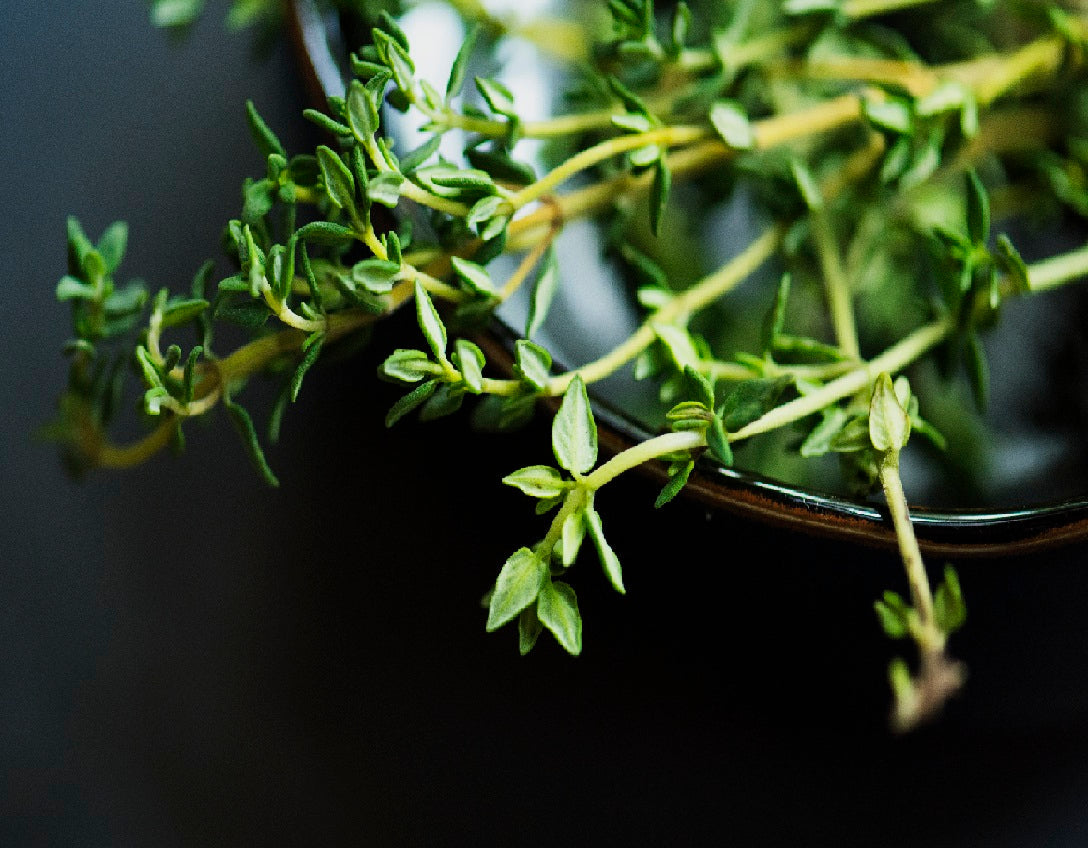 Harnessing the Healing Power of Thyme