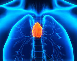 The Secrets of the Thymus for Health and Longevity