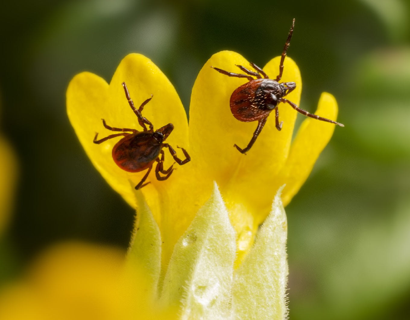 Understanding Tick-Borne Allergies