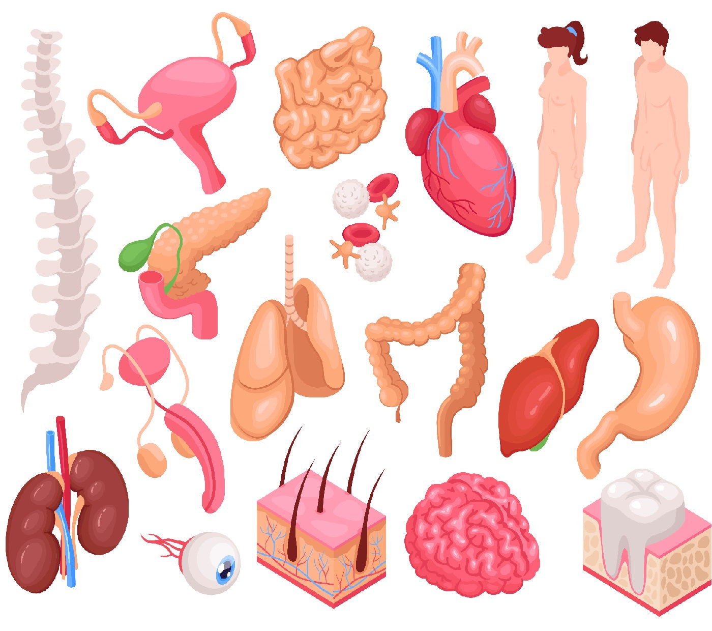 The Power of Stem Cells for Tissue and Organ Repair