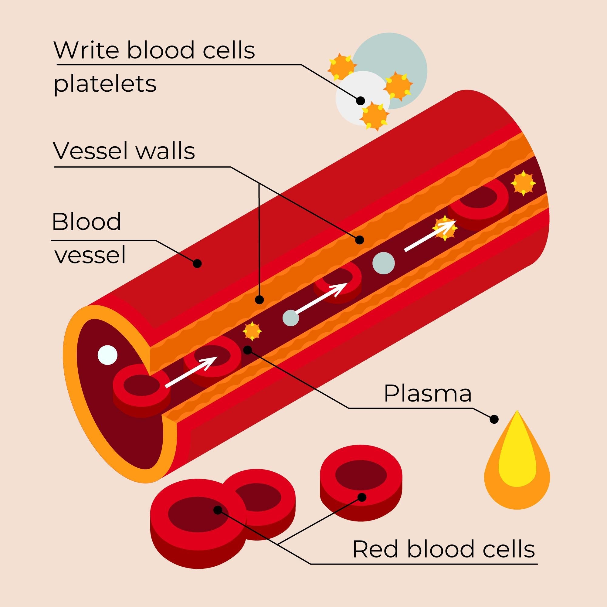 Type 2 Diabetes And How It Affects Blood Vessel Health