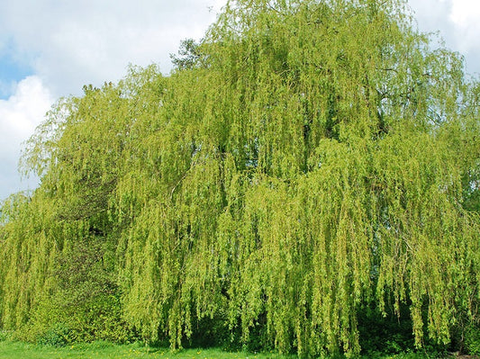 Willow Bark Extract for Beauty, Back Pain to Ageing